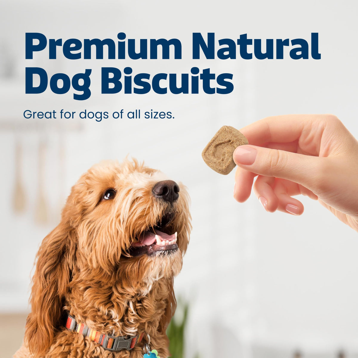Pumpkin & Cinnamon Dog Biscuits, 16 oz Y2400