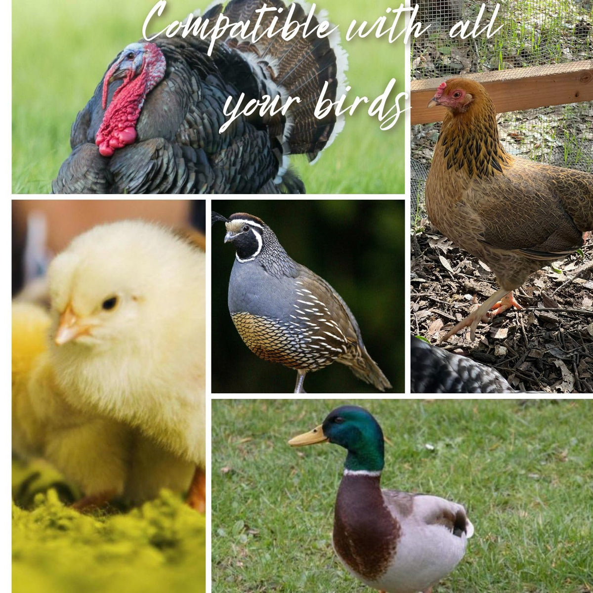 Leak Resistant Automatic Chicken Waterer Cups 8pk K6317